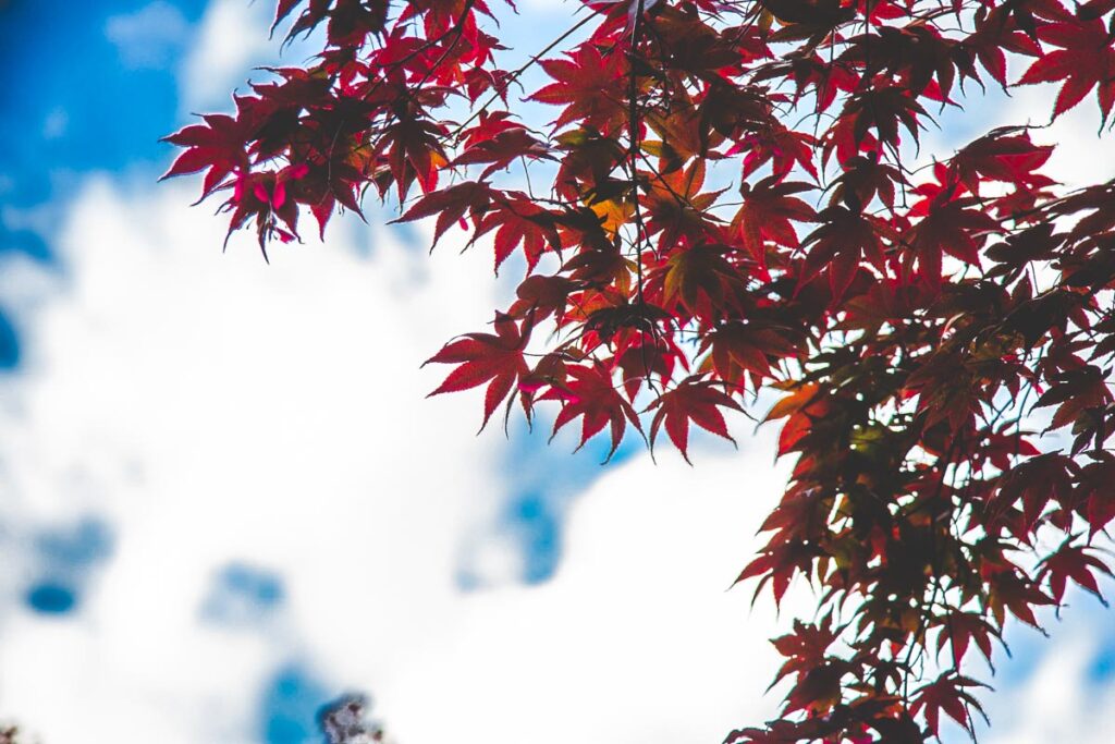 nature at Olde Mill Inn, Basking Ridge, New Jersey
