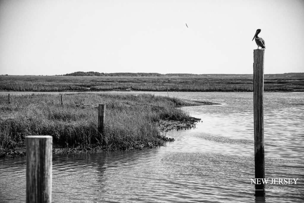 heron looking for a fish