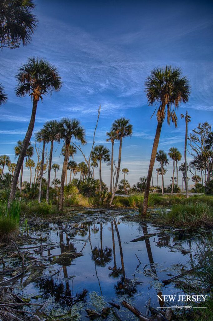 reflections of palm trees on hunting island south carolina