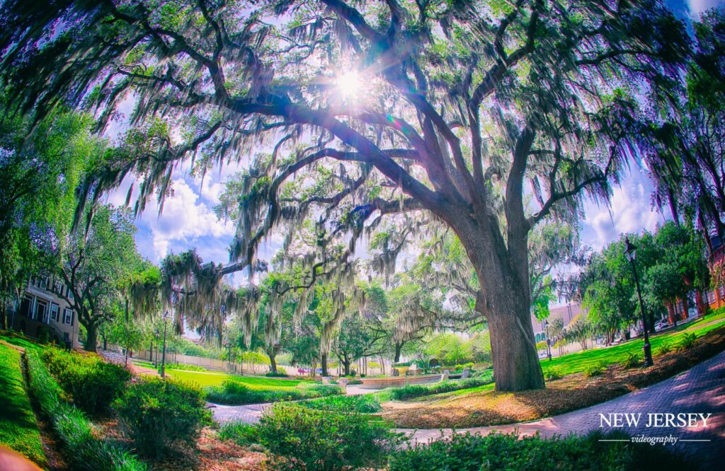 New Orleans City Park